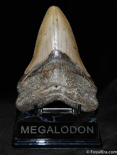 Inch Carcharocles Megalodon Tooth #104